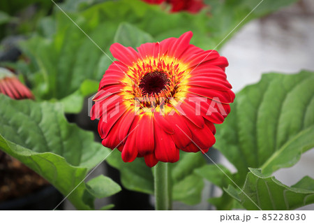 Closeup of a red, yellow, orange and black gerbera 85228030