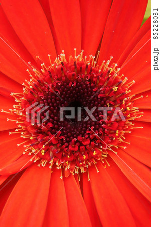 A vertical optical illusion of a 3D gerbera flower 85228031