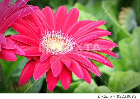 Closeup of a pink and white gerbera plant 85228035