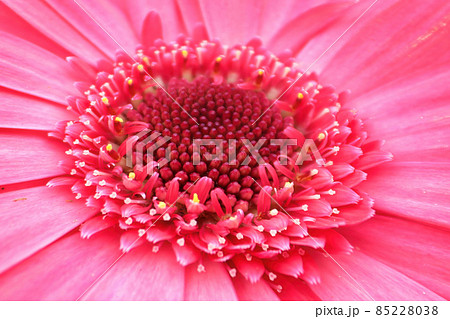 Macro of a pink gerbera at the center of the photo 85228038