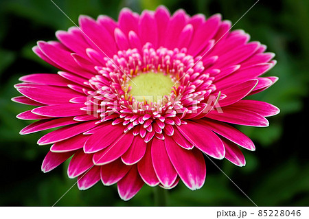 Closeup of a yellow centered pink gerbera 85228046