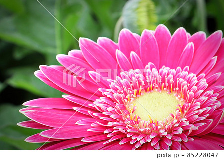 Macro of a pink gerbera at the lower right hand corner 85228047