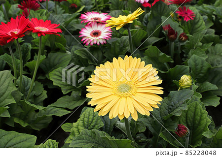 Multicolored gerbera plants growing inside a greenhouse 85228048