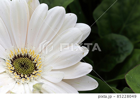 Macro of a pink gerbera at the lower left hand corner 85228049