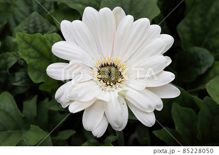 Closeup of a white and black gerbera 85228050