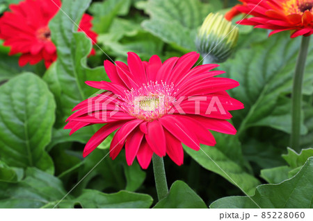 Closeup of red gerbera and buds growing 85228060