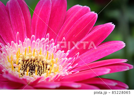 Macro of a pink gerbera at the lower left hand corner Macro of a pink gerbera at the lower left hand corner 85228065