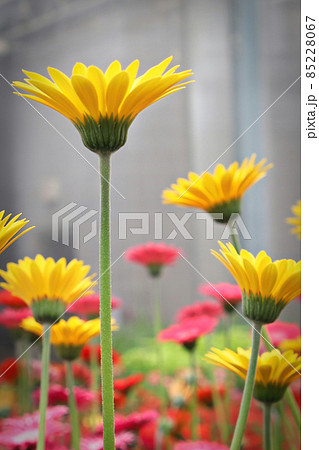 Side view of yellow gerbera flowers blooming 85228067