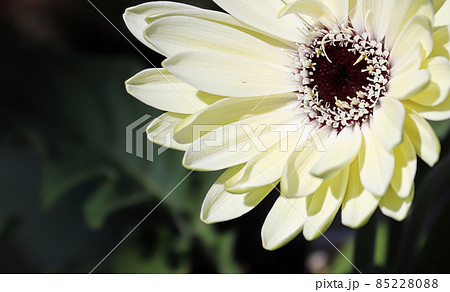Closeup fo a white gerbera daisy flower 85228088