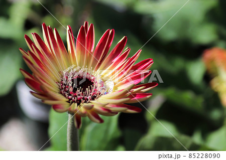 Closeup of a gerbera with a large water drop 85228090