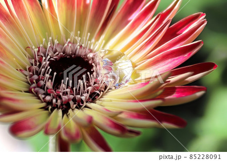 A water droplet on a gerbera flower center 85228091