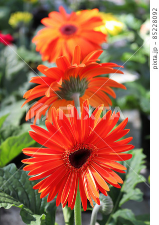 Vertical of three red gerbera in bloom 85228092