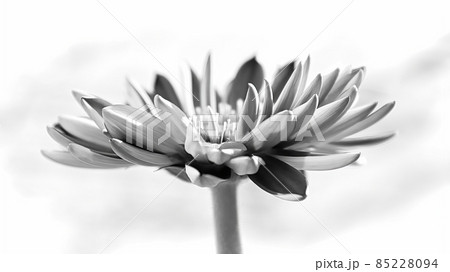 Side view of a black and white gerbera flower 85228094