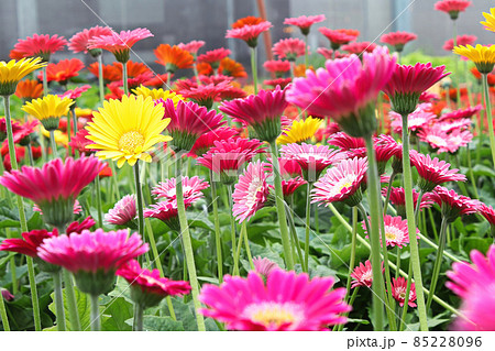 Closeup of multiple colorful gerbera plants flowering 85228096