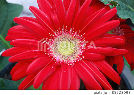 Closeup of a red, white and yellow gerbera 85228098