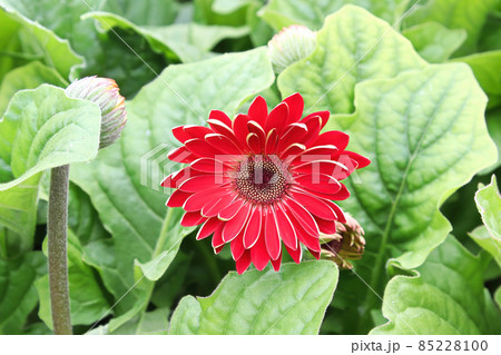 Closeup of a red and brown gerbera blossom 85228100