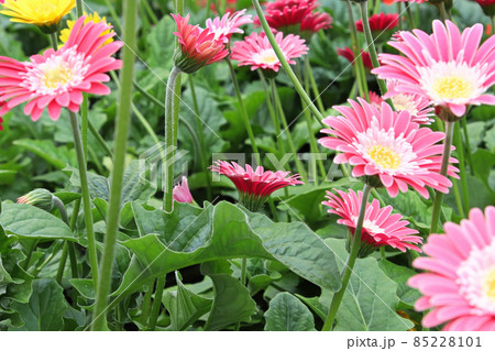 Closeup of multiple colorful gerbera plants flowering 85228101