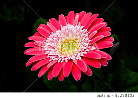 A pink and yellow on a dark background 85228102