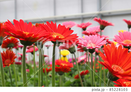 Side view of multiple colorful gerbera's flowering 85228103