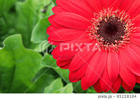 Macro of a red gerbera at the top right hand corner 85228104