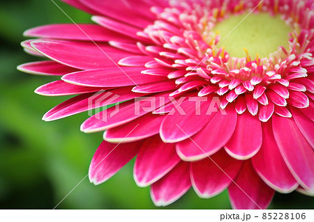 Macro of a pink gerbera at the top right hand corner 85228106