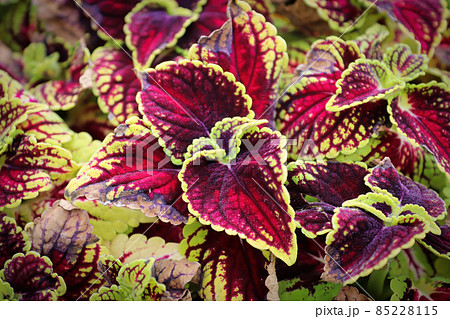 Closeup of red and green coleus plant leaves 85228115