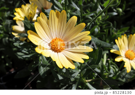 Daisybushes blooming outdoors in the summer sunlight Daisybushes blooming outdoors in the summer sunlight 85228130