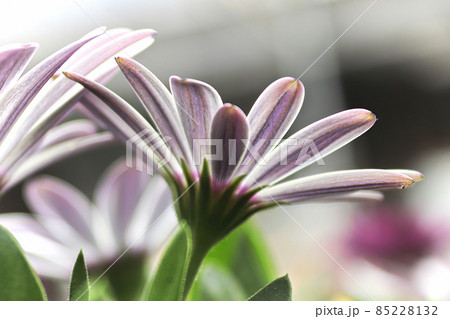 Closeup of pink and purple striped osteospermums Closeup of pink and purple striped osteospermums 85228132