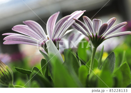 Closeup of pink and purple striped osteospermums 85228133