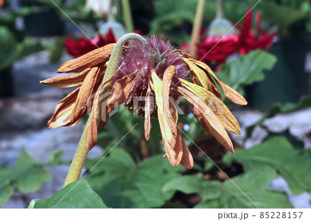 Closeup of the seed tufts on gerbera after blooming 85228157