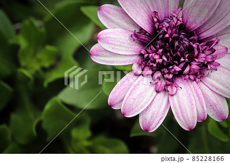 Macro of the center of a Asteraceae flower 85228166