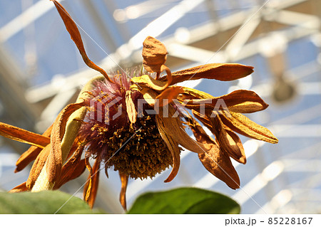Closeup of the seed tufts on gerbera after blooming 85228167