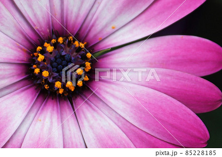 Macro of a single white and pink Aftican Daisy 85228185