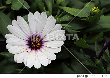 Closeup of a single white and purple Aftican Daisy 85228186