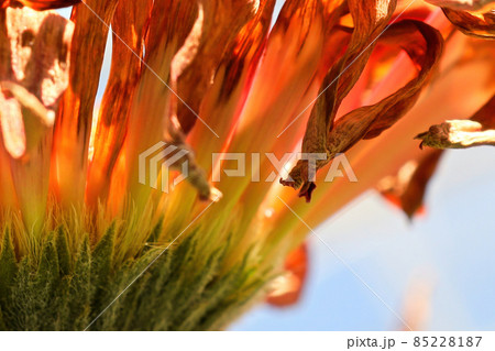 Macro of gerbera petals drying on a flower head Macro of gerbera petals drying on a flower head 85228187