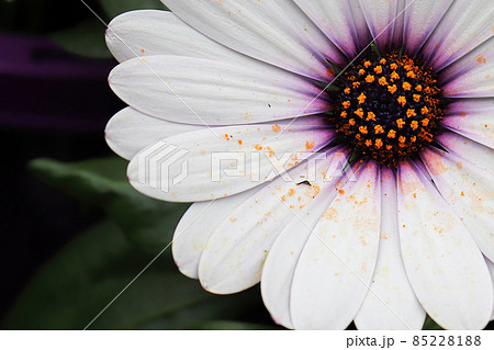 Macro of a single white and purple Aftican Daisy Macro of a single white and purple Aftican Daisy 85228188