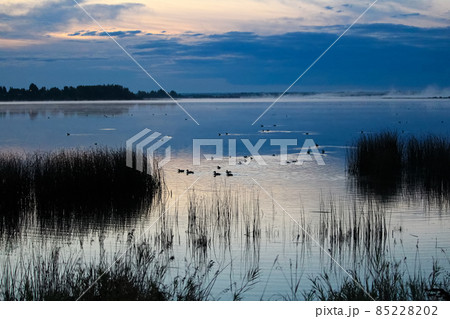 Ducks swimming as morning mist rises off a lake Ducks swimming as morning mist rises off a lake 85228202