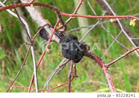 Black Knot disease growing on a cherry tree Black Knot disease growing on a cherry tree 85228241