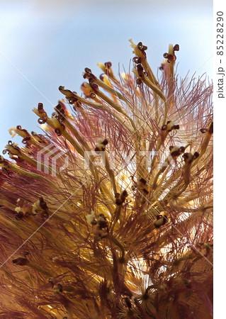 Macro of the seed tufts on gerbera after blooming 85228290