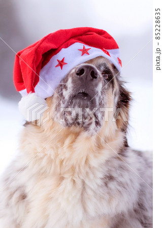 Big dog in santa hat sitting on snow forest road Big dog in santa hat sitting on snow forest road 85228635