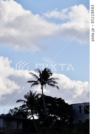 沖縄県宮古島 風に揺れるヤシの木 冬空の写真素材