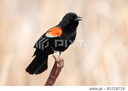 A male redwing blackbird sits on dry cattail reeds A male redwing blackbird sits on dry cattail reeds 85228728
