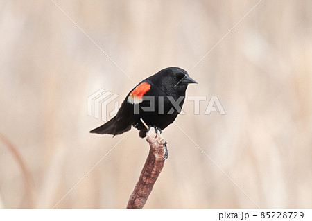 A male redwing blackbird sits on dry cattail reeds A male redwing blackbird sits on dry cattail reeds 85228729