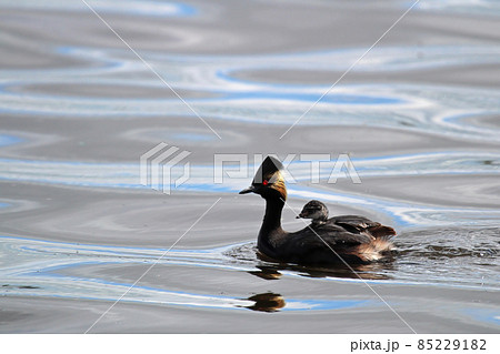 A tiny eared grebe swimming in the water 85229182