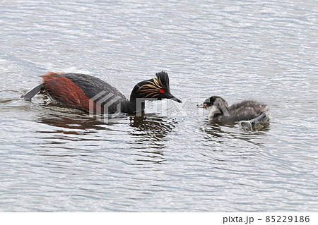 A eared grebe and chick swimming in grey water A eared grebe and chick swimming in grey water 85229186