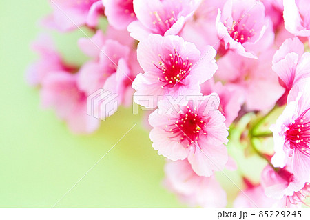 桜　春のイメージ 85229245