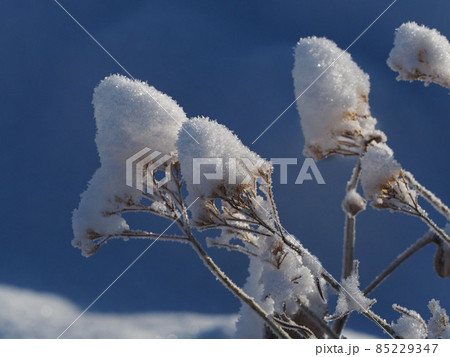 青空を背景に雪帽子を被った植物 青空を背景に雪帽子を被った植物 85229347