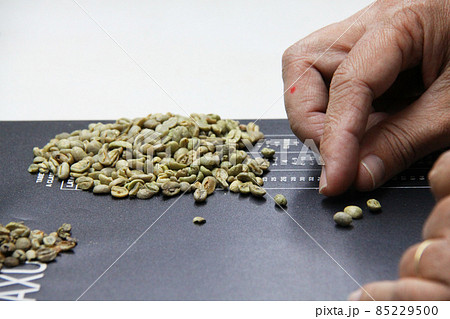 ブラジル産コーヒーの生豆と選別作業 ブラジル産コーヒーの生豆と選別作業 85229500