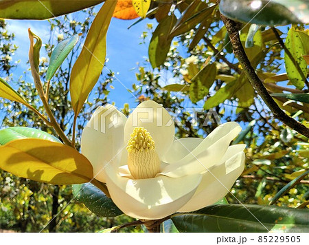タイサンボクと大輪の花 泰山木 大山木 常緑樹の写真素材