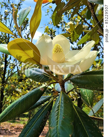 タイサンボクと大輪の花 泰山木 大山木 常緑樹の写真素材